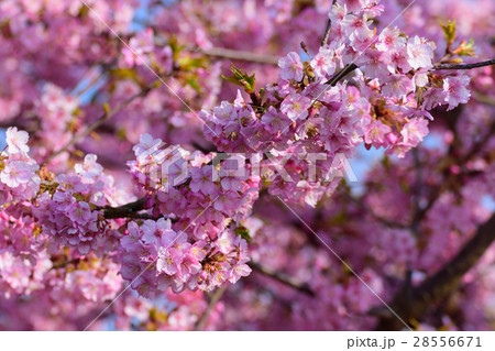 河津桜 河津桜 28556671