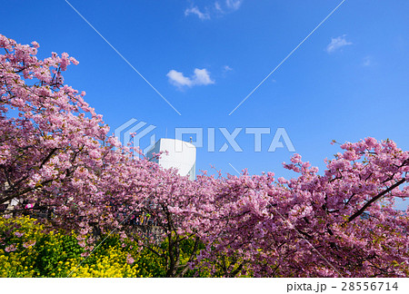 神奈川 松田山 河津桜と菜の花 神奈川 松田山 河津桜と菜の花 28556714