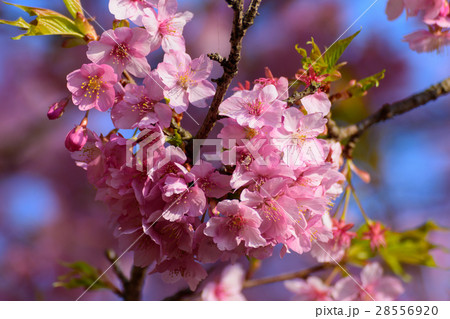 河津桜 河津桜 28556920