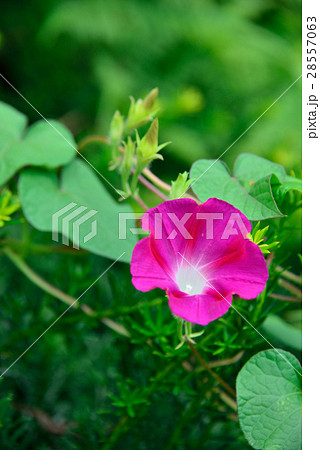 あさがお あさがお 28557063