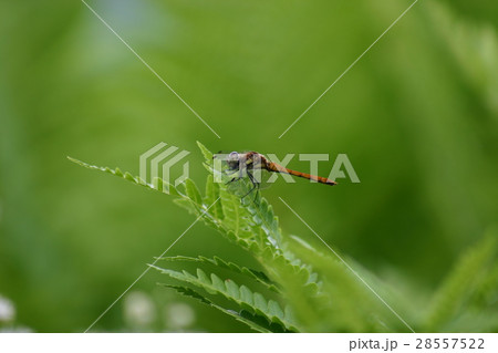 トンボ トンボ 28557522