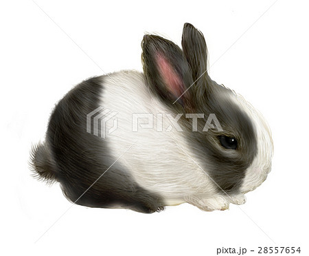 白黒ウサギのイラスト素材