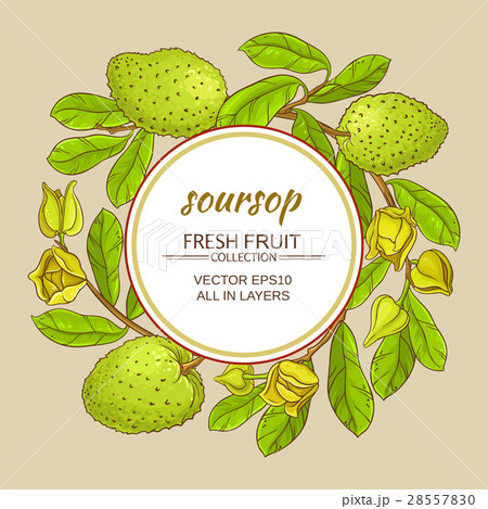 soursop tea vector frame soursop tea vector frame 28557830
