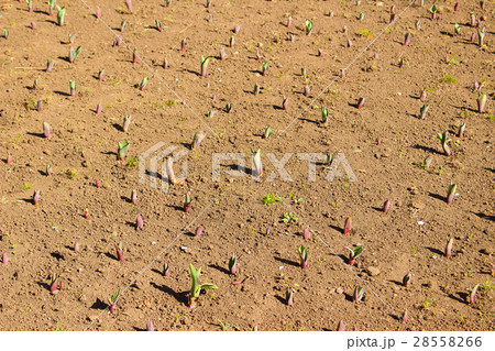チューリップの発芽 チューリップの発芽 28558266