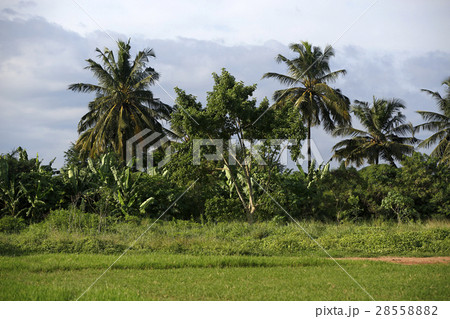 Beautiful palm trees 28558882
