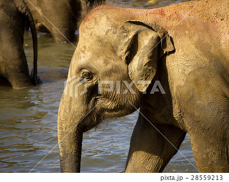 Elephant bathing at the orphanage 28559213