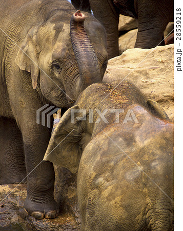 Elephant bathing at the orphanage 28559218