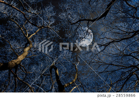 Branch and the moon Branch and the moon 28559866