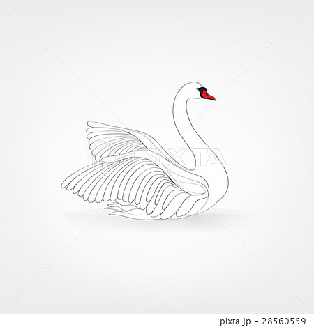 Swimming White Bird Swan Isolated のイラスト素材