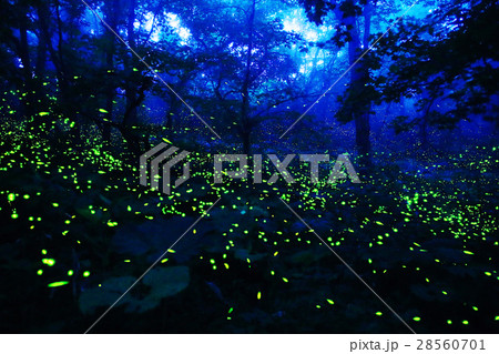 折爪岳のヒメ蛍 28560701