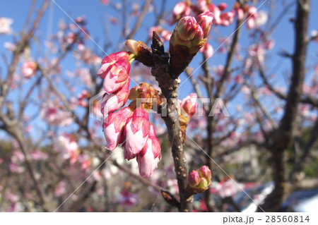 寒緋桜の蕾 寒緋桜の蕾 28560814