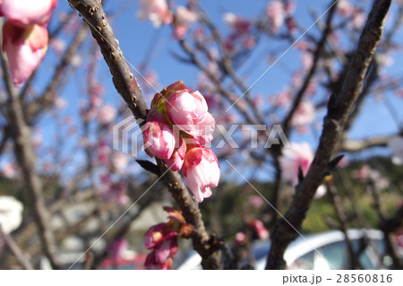 寒緋桜の蕾 28560816