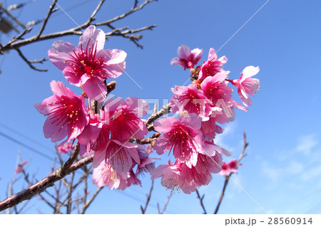 寒緋桜 寒緋桜 28560914