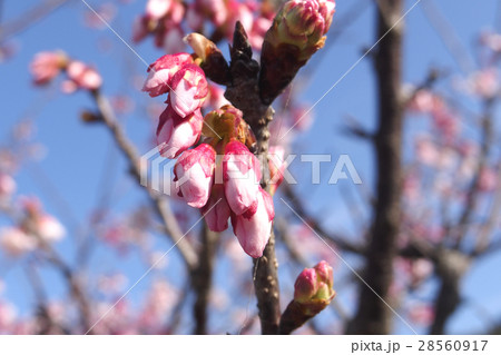 寒緋桜の蕾 寒緋桜の蕾 28560917