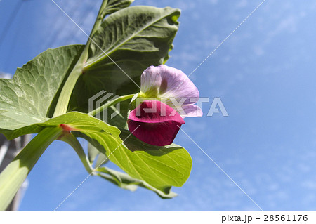 えんどう豆の花 えんどう豆の花 28561176