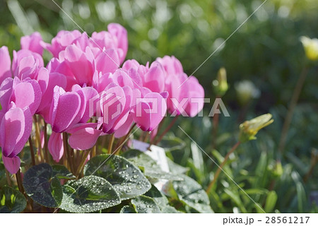 シクラメン シクラメン 28561217