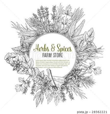 Herbs and spices sketch vector poster 28562221