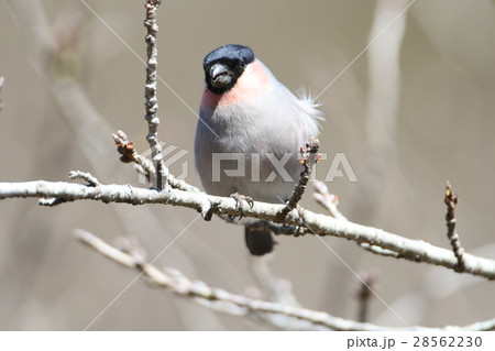 ウソ ウソ 28562230