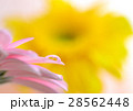 しずくの中の花 28562448