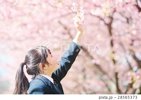高校生と桜 高校生と桜 28565373