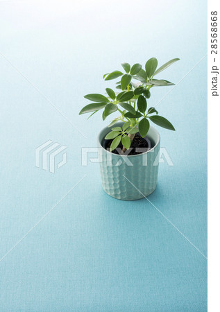 カポック 28568668