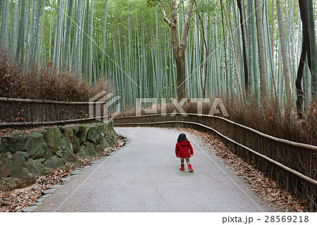 京都　竹林 28569218