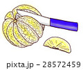 グレープフルーツ　カット　5 28572459