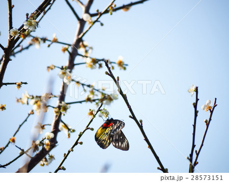 うめ 春告草 ソシンロウバイ 28573151