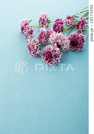 スカビオサ 28573492