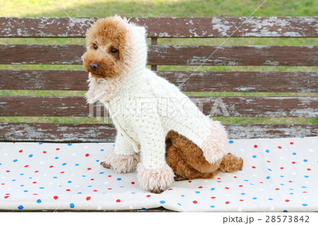 トイプードル トイプードル 28573842