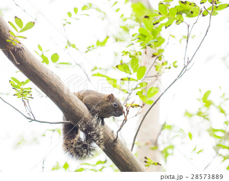 リス りす 栗鼠 28573889