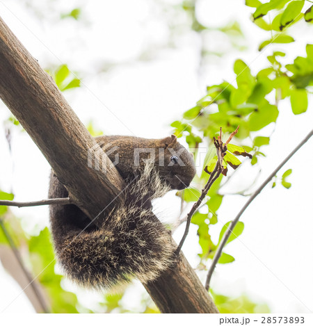 リス りす 栗鼠 28573893