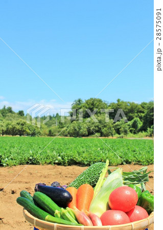 夏の青空　採れたての新鮮野菜たち 28575091