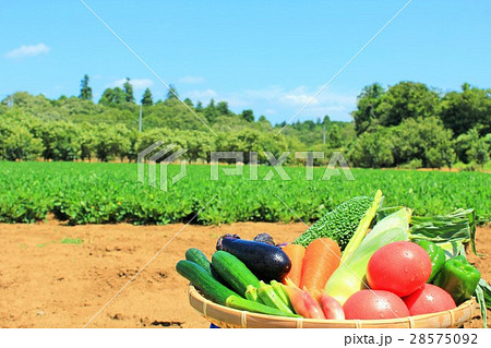 夏の青空 採れたての新鮮野菜たちの写真素材