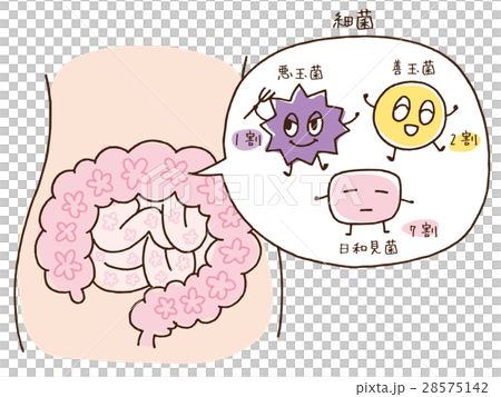 腸内フローラと菌の割合 28575142