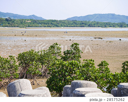 石垣島・名蔵湾のマングローブと干潟の風景 石垣島・名蔵湾のマングローブと干潟の風景 28575262