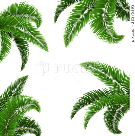 Green Palm Tree Leaves Isolated on White 28575395