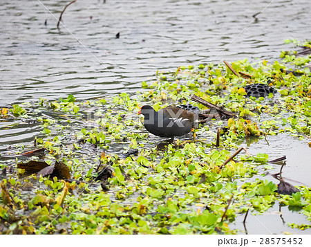 植物園 植物公園 台北 28575452
