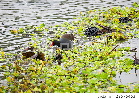 植物園 植物公園 台北 28575453