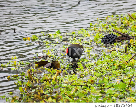 植物園 植物公園 台北 28575454