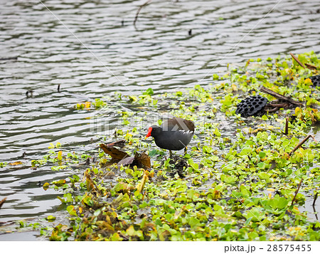 植物園 植物公園 台北 28575455