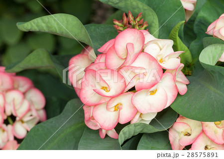 Euphorbia milii, Crown of thorns, Christ Thorn 28575891