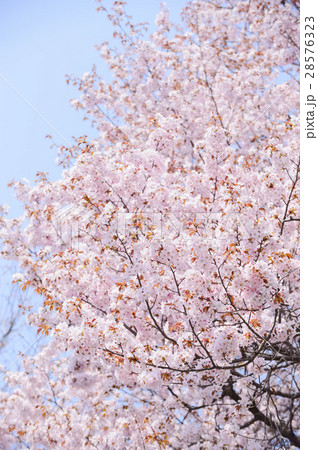桜(空バック) 桜(空バック) 28576323