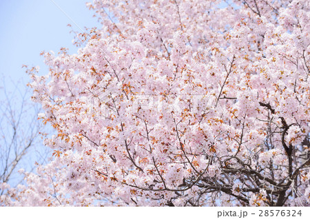 桜 空バック の写真素材 桜 空バック の写真素材