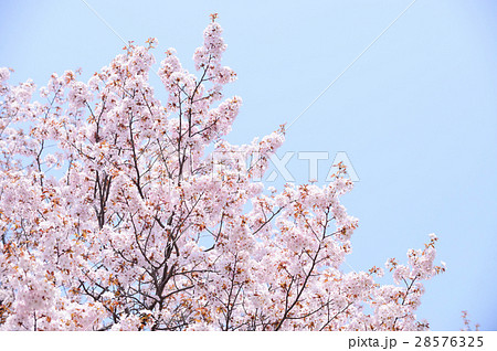 桜（空バック） 28576325