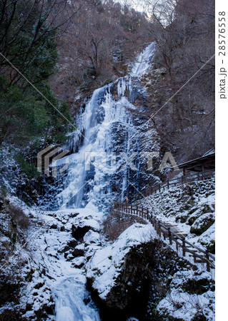 氷結した滝（愛媛県白猪の滝） 28576558