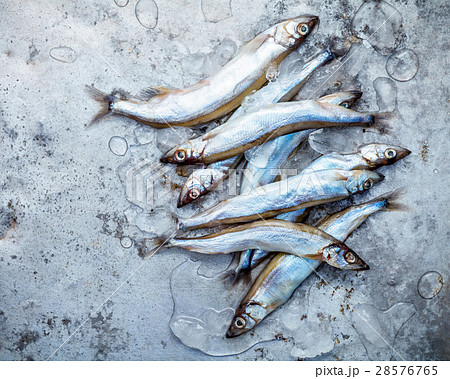 Fresh catch Shishamo fish fully eggs . 28576765