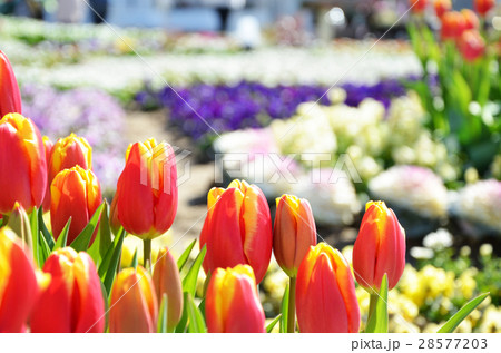 チューリップ畑 チューリップ畑 28577203