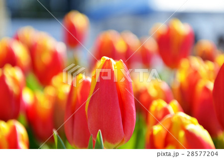 チューリップ畑 チューリップ畑 28577204