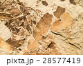 Leaf fossils in stone 28577419